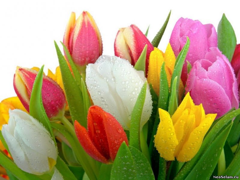 Значение тюльпана на языке цветов НеоСелам